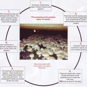 मशरूम की खेती का व्यापार कैसे शुरू करें | How to start Mushroom farming Business in hindi