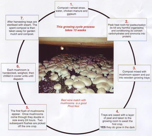 Read more about the article मशरूम की खेती का व्यापार कैसे शुरू करें | How to start Mushroom farming Business in hindi